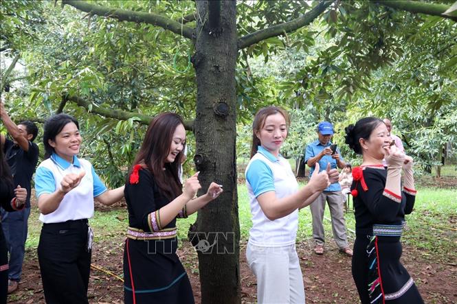Du khách cùng múa xoang, giao lưu với người dân bản địa tại vườn sầu riêng trong khuôn khổ Lễ hội. Ảnh: Hoài Thu – TTXVN.