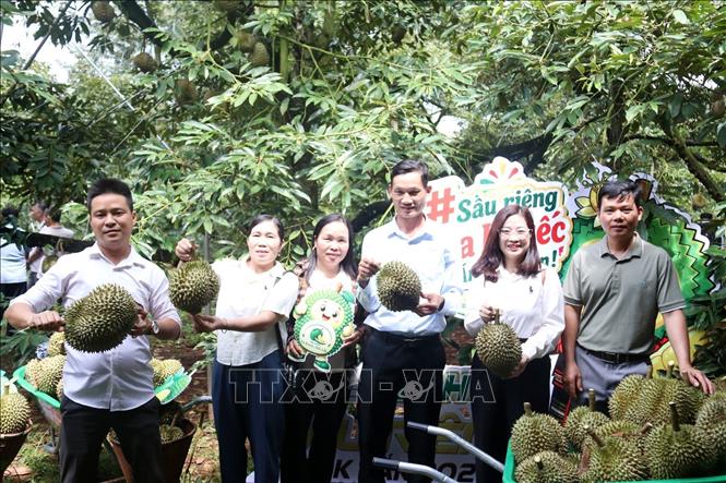 Du khách chụp hình lưu niệm tại vườn sầu riêng trong khuôn khổ Lễ hội. Ảnh: Hoài Thu – TTXVN.