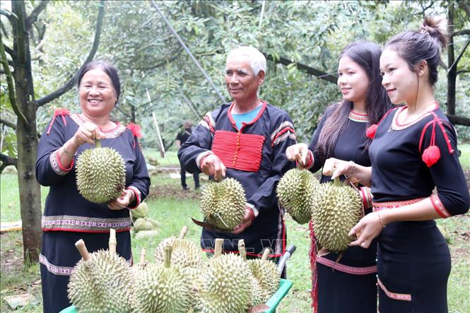 Các hoạt động tại Lễ hội Sầu riêng có kết hợp hài hòa giữa văn hóa, du lịch, nông nghiệp, qua đó động viên nông dân chăm sóc vườn cây tốt hơn. Ảnh: Hoài Thu – TTXVN.