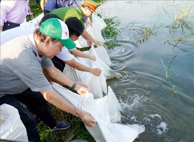 Các đại biểu tham gia thả cá giống. Ảnh: Lê Phước Ngọc - TTXVN   
