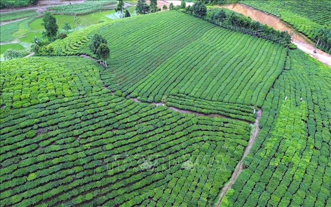 Dư nợ cho vay trồng chè của NHCSXH Mường Khương đạt 115.212 triệu đồng với 1.569 hộ dư nợ. Ảnh: Trần Việt - TTXVN