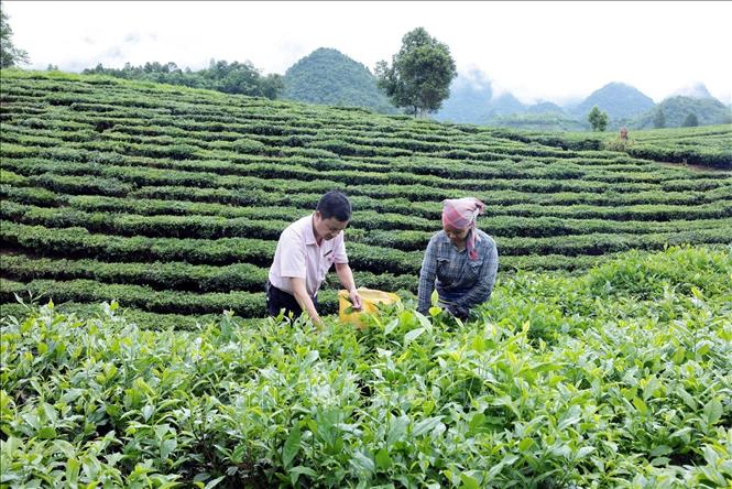 Gia đình chị Vương Thị Hái, dân tộc Giáy ở thôn Phẳng Tao, xã Bản Lầu, Lào Cai, vay vốn ưu đãi chăm sóc, mở rộng diện tích trồng chè cho hiệu quả tốt. Ảnh: Trần Việt - TTXVN