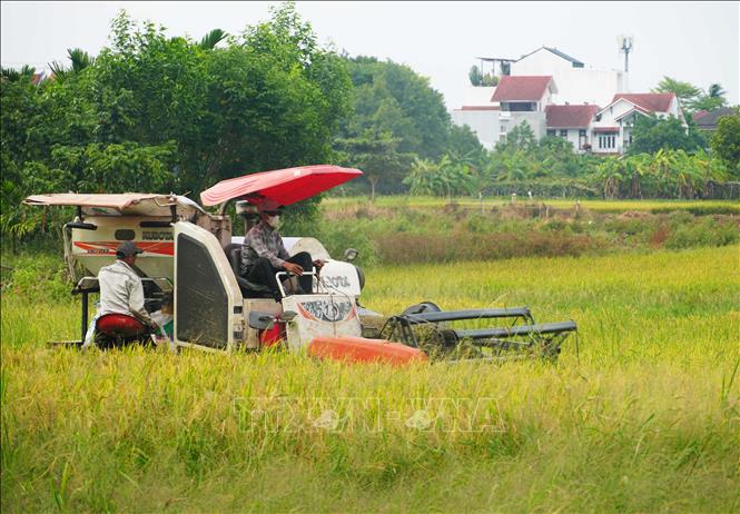 Thu hoạch lúa Hè Thu 2026 trên cánh đồng Bàu Vá, phường Thủy Xuân, thành phố Huế. Ảnh: Nguyên Lý-TTXVN