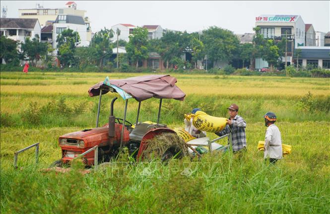 Người dân phường Thủy Xuân, thành phố Huế, vận chuyển lúa Hè Thu 2026, sau thu hoạch từ ruộng về nhà. Ảnh: Nguyên Lý-TTXVN