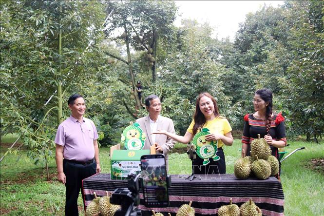 Hoạt động livestream tại vườn ở xã Ea Knuếc, tỉnh Đắk Lắk có sự tham gia của chính quyền địa phương, nhà sáng tạo nội dung số, doanh nghiệp, người dân địa phương. Ảnh: Hoài Thu – TTXVN.