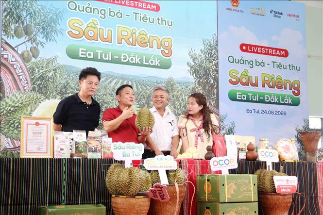 Một phiên livestream ở xã Ea Tul, tỉnh Đắk Lắk có sự tham gia của chính quyền địa phương, KOL Việt Nam, KOL Trung Quốc và doanh nghiệp. Ảnh: Hoài Thu – TTXVN