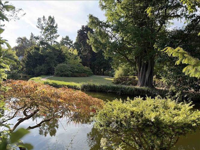 Cây cối chuyển màu bên hồ tại vườn thực vật chuyên về các loài cây thân gỗ Arboretum de la Vallée-aux-Loups, tỉnh Hauts-de-Seine. Nắng nóng và khô hạn kéo dài khiến nhiều loài cây tại Pháp chuyển màu hoặc rụng lá sớm. Ảnh: Hữu Chiến - PV TTXVN tại Pháp