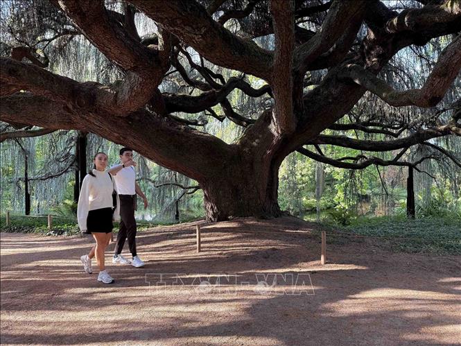 Cây cổ thụ tại vườn thực vật chuyên về các loài cây thân gỗ Arboretum de la Vallée-aux-Loups, tỉnh Hauts-de-Seine. Những cây lớn tại các khu vườn lịch sử của Pháp đang chịu sức ép ngày càng tăng từ các đợt nắng nóng, hạn hán và thời tiết cực đoan. Ảnh: Hữu Chiến - PV TTXVN tại Pháp