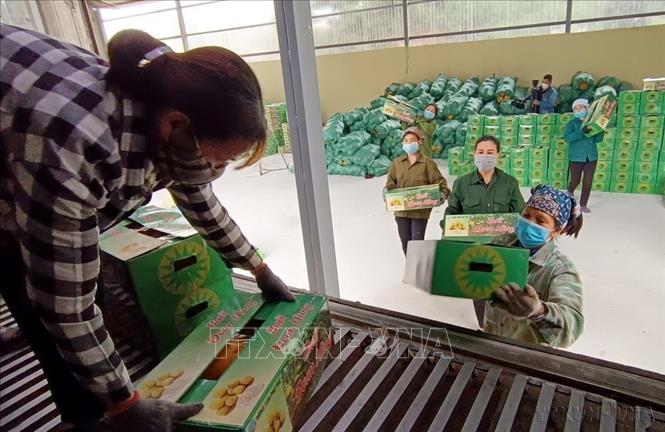Sở Nông nghiệp và Phát triển nông thôn tỉnh Phú Thọ phối hợp với UBND huyện Đoan Hùng và Công ty Cổ phần Công nghệ Nông nghiệp hữu cơ Kim Hằng Lục Ngạn tổ chức lễ xuất khẩu lô bưởi Đoan Hùng sang thị trường Liên bang Nga (1/2022). Ảnh: Trung Kiên – TTXVN