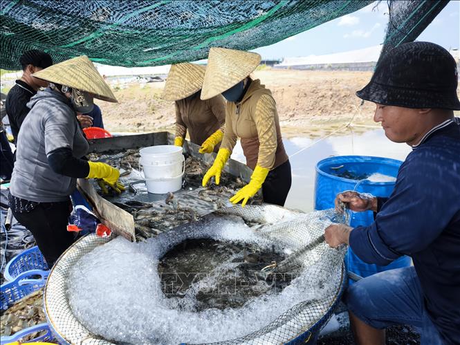 Thu hoạch tôm nuôi siêu thâm canh ứng dụng công nghệ cao tại xã Tân Thủy, tỉnh Vĩnh Long. Ảnh: Phúc Sơn - TTXVN