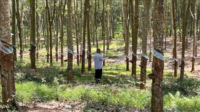 Diện tích cây cao su trong phạm vi Dự án xây dựng đường 770B chưa được cưa cắt. Ảnh: Công Phong - TTXVN