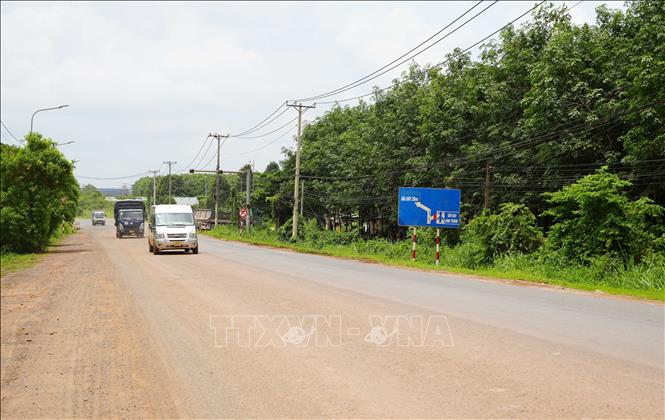 Cây cao su bên đường 769 đoạn qua sân bay Long Thành chưa được cưa cắt. Ảnh: Công Phong - TTXVN