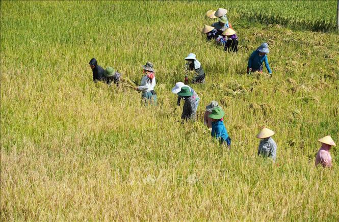 Người dân gặt lúa chín tại ruộng bậc thang Tả Lèng. Ảnh: Nguyễn Oanh - TTXVN
