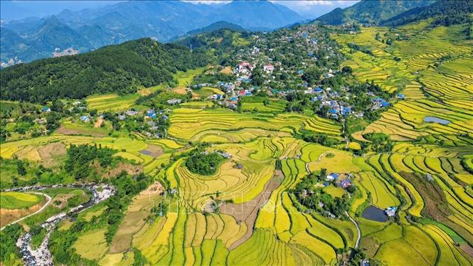 Khung cảnh ruộng bậc thang Tả Lèng, xã Tả Lèng, Lai Châu vào mùa lúa chín. Ảnh: Nguyễn Oanh - TTXVN