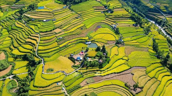 Ruộng bậc thang Tả Lèng, xã Tả Lèng, Lai Châu chín vàng trải dài. Ảnh: Nguyễn Oanh - TTXVN