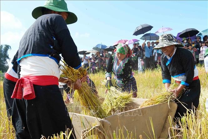 Đập lúa thủ công của người Mông tại ngày hội. Ảnh: Nguyễn Oanh - TTXVN