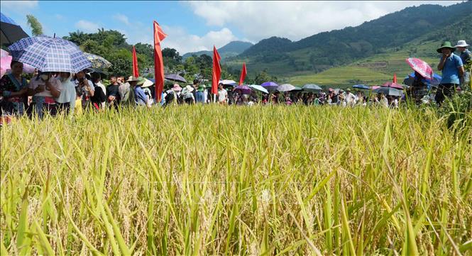 Đông đảo người dân và du khách tham gia ngày hội. Ảnh: Nguyễn Oanh - TTXVN