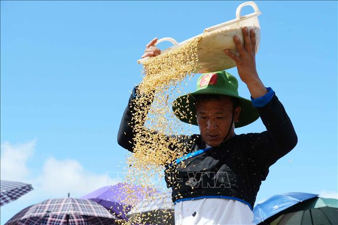 Những hạt lúa vàng được thu hoạch tại ruộng bậc thang Tả Lèng. Ảnh: Nguyễn Oanh - TTXVN