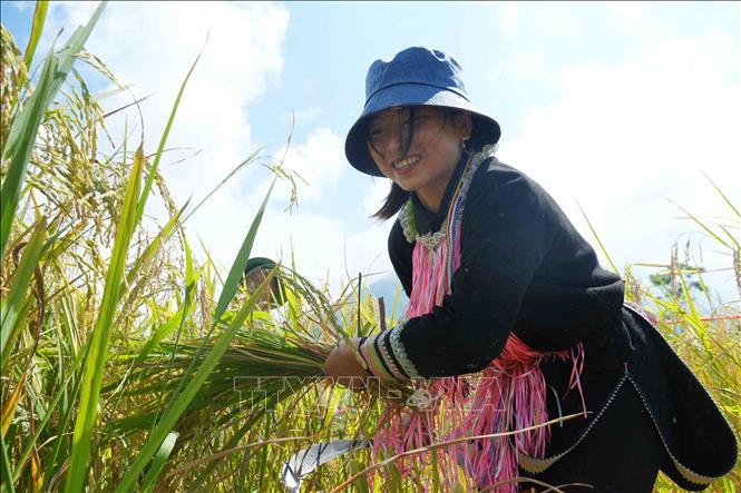 Một mùa vàng bội thu tại ruộng bậc thang Tả Lèng. Ảnh: Nguyễn Oanh - TTXVN