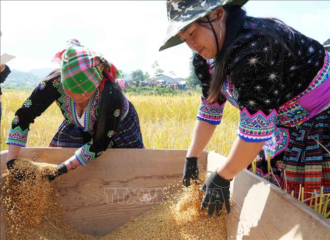 Cuộc thi thu hoạch lúa ngay tại ruộng ở Ngày hội “Mùa vàng Tả Lèng - Hương lúa giữa non cao”. Ảnh: Nguyễn Oanh - TTXVN