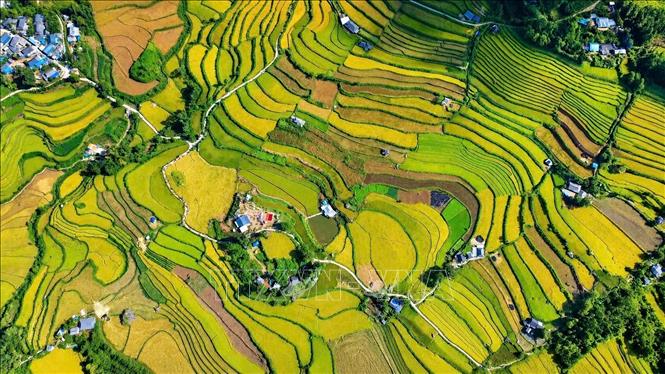 Ruộng bậc thang Tả Lèng, xã Tả Lèng, Lai Châu vào mùa lúa chín đẹp như bức tranh vẽ. Ảnh: Nguyễn Oanh - TTXVN