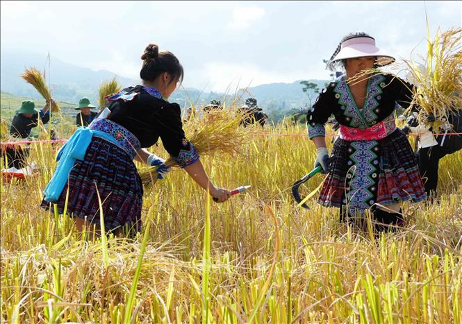 Các đội tranh tài phần thi gặt lúa tại ngày hội. Ảnh: Nguyễn Oanh - TTXVN