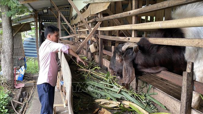 Mô hình nuôi dê sinh sản của gia đình ông Nguyễn Văn Quốc, ấp 3, xã Tân Hòa hình thành từ nguồn vốn vay của Ngân hàng hàng chinh sách mang lại hiệu quả kinh tế cao. Ảnh: Thanh Hòa - TTXVN