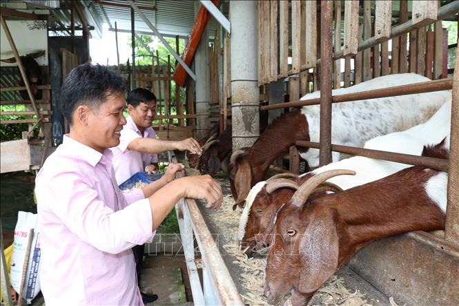 Mô hình nuôi dê sinh sản của gia đình ông Nguyễn Văn Quốc, ấp 3, xã Tân Hòa hình thành từ nguồn vốn vay của Ngân hàng hàng chinh sách mang lại hiệu quả kinh tế cao. Ảnh: Thanh Hòa - TTXVN