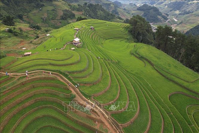 Từng thửa ruộng bậc thang nối nhau như sóng mềm mại trải dài đến tận chân trời. Ảnh: Tuấn Anh - TTXVN