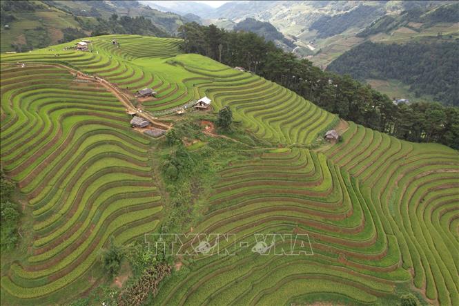 Thời điểm này, Mù Cang Chải trở thành điểm hẹn của những nhiếp ảnh gia và du khách yêu thích khám phá. Mỗi góc nhìn, mỗi thời khắc trong ngày lại mang đến một vẻ đẹp khác nhau.  Ảnh: Tuấn Anh - TTXVN