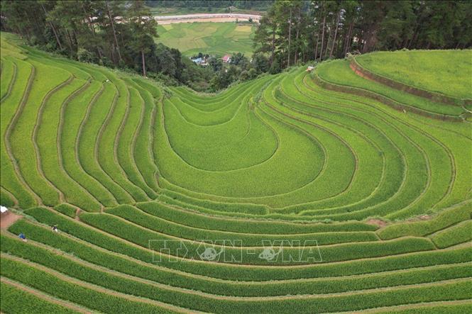 Võng lúa Sáng Nhù ở Mù Cang Chải nhìn từ trên cao. Ảnh: Tuấn Anh - TTXVN