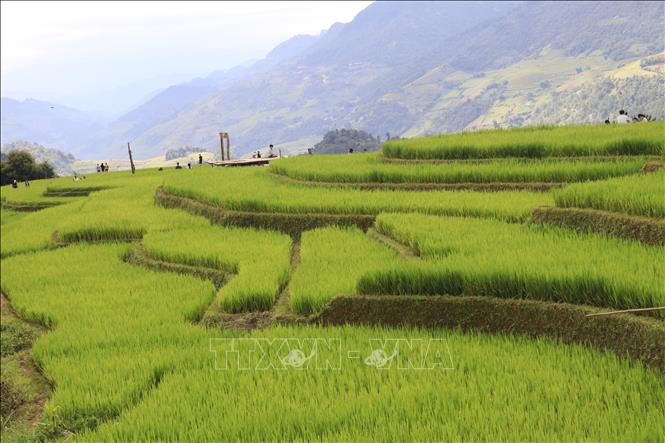 Đây là thời điểm đẹp nhất trong năm khi những thửa ruộng bậc thang ngả vàng, thu hút đông đảo du khách trong và ngoài nước đến chiêm ngưỡng và chụp ảnh. Ảnh: Tuấn Anh - TTXVN