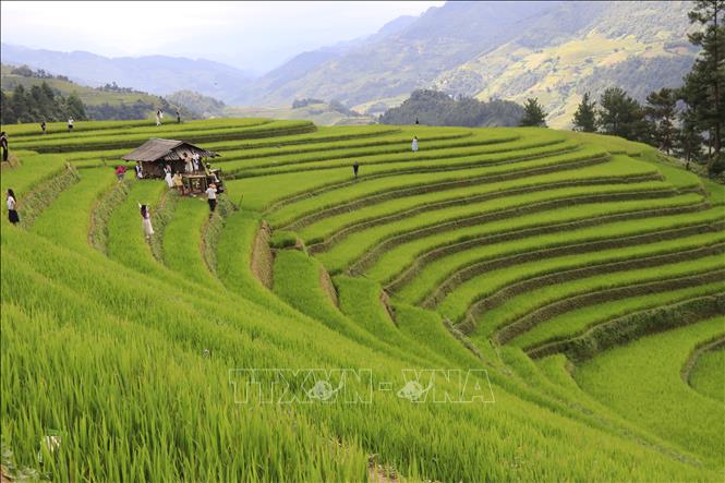 Những đường cong mềm mại của ruộng bậc thang nối tiếp nhau như những dải lụa vàng trải dài trên sườn núi, tạo nên một bức tranh thiên nhiên vừa hùng vĩ, vừa thơ mộng. Ảnh: Tuấn Anh - TTXVN
