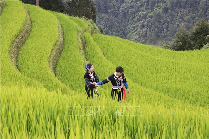 Thời điểm lúa ngả vàng thu hút đông đảo du khách. Ảnh: Tuấn Anh - TTXVN