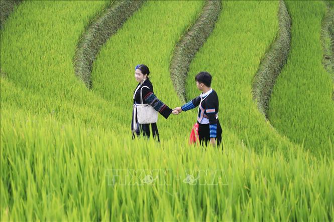 Các cặp đôi cùng nhau chụp những bức hình đẹp trên những thửa ruộng bậc thang uốn lượn. Ảnh: Tuấn Anh - TTXVN