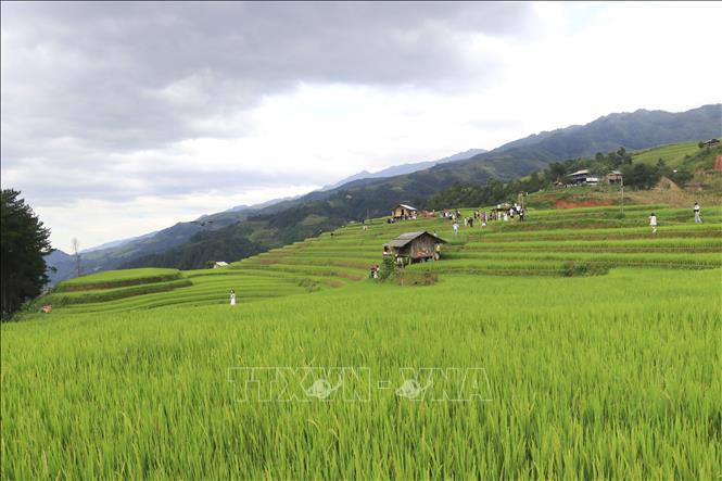 Đến Mù Cang Chải, du khách dễ dàng bắt gặp những thửa ruộng bậc thang uốn lượn giữa núi rừng. Ảnh: Tuấn Anh - TTXVN