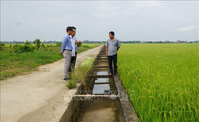 Đường dẫn nước trên đồng ruộng được xây dựng kiên cố, giúp việc bơm rút nước thuận lợi. Ảnh: Nhựt An - TTXVN