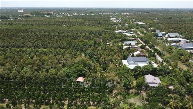 Địa bàn xã Mỹ Thiện (tỉnh Đồng Tháp) tập trung nhiều diện tích vườn cây ăn quả nên chính quyền địa phương tích cực ứng phó với lũ kết hợp triều cường. Ảnh: Nhựt An - TTXVN