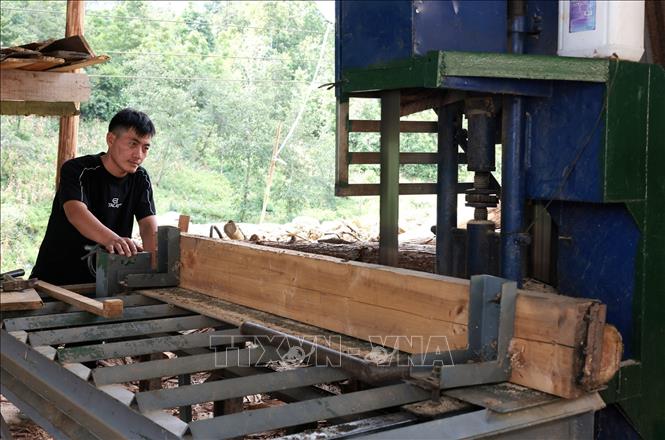 Gia đình anh Sần Seo Lềnh, dân tộc Mong ở thôn Pả Chư Tỷ, xã Lủng Thần, Lào Cai vay vốn giải quyết việc làm đầu tư mua máy móc, làm nhà xưởng chế biến gỗ, thu hút 4 lao động. Ảnh: Trần Việt - TTXVN