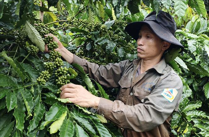 Người dân xã Quảng Tín, tỉnh Lâm Đồng chăm sóc cà phê theo hướng nâng cao chất lượng, hiệu quả trên cùng đơn vị diện tích canh tác. Ảnh: Nguyễn Huy Thành – TTXVN