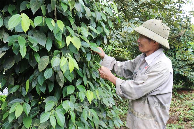 Đất đỏ bazan màu mỡ cùng điều kiện khí hậu thuận lợi giúp cây hồ tiêu phát triển mạnh tại khu vực phía Tây tỉnh Lâm Đồng. Ảnh: Nguyễn Huy Thành – TTXVN