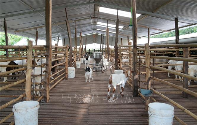 Đàn dê của gia đình anh Hứa Văn Song (thành phố Đồng Nai). Ảnh: Công Phong - TTXVN