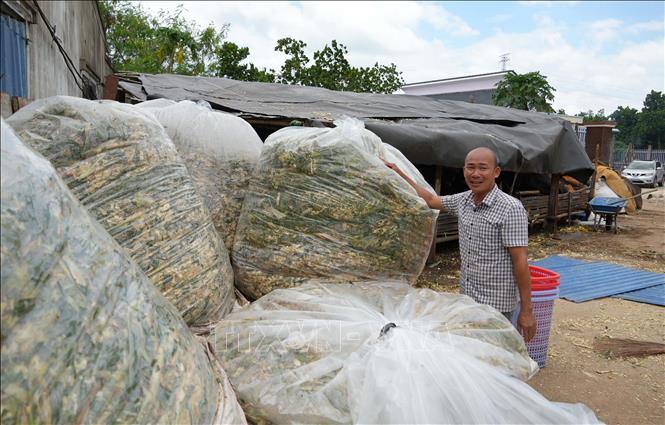 Phế phẩm nông nghiệp được anh Đặng Công Khanh (thành phố Đồng Nai) chế biến để làm thức ăn cho bò. Ảnh: Công Phong - TTXVN
