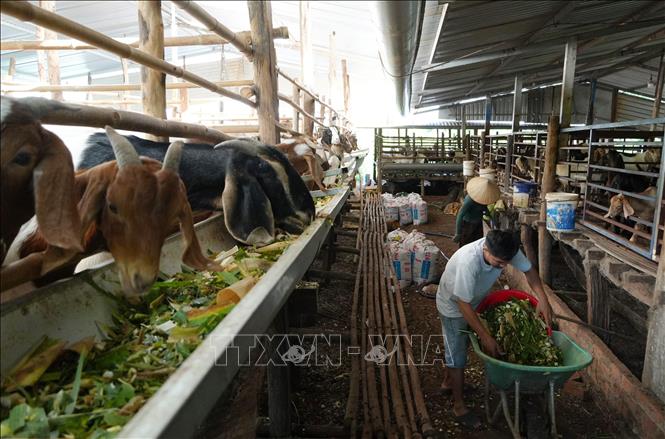 Đàn dê của gia đình anh Hứa Văn Song (dân tộc Nùng, ấp Phước Thiện, xã biên giới Hưng Phước, thành phố Đồng Nai). Ảnh: Công Phong - TTXVN