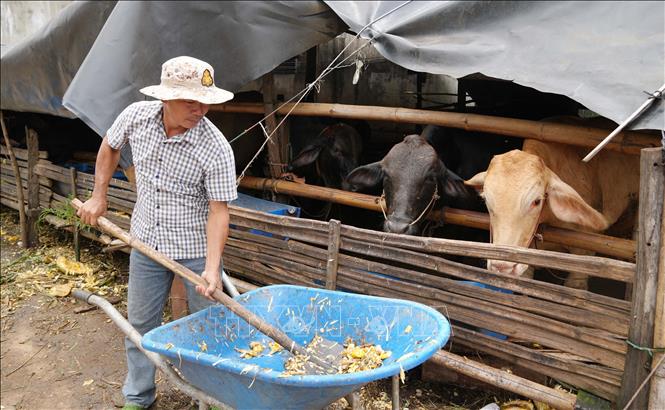Anh Đặng Công Khanh (thành phố Đồng Nai) tận dụng phế phẩm trong sản xuất nông nghiệp để làm thức ăn cho bò. Ảnh: Công Phong - TTXVN
