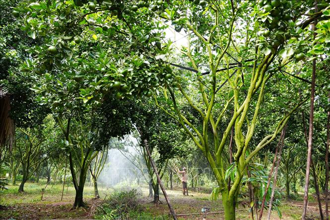 Phun thuốc bảo vệ thực vật vườn quýt hồng của gia đình anh Nguyễn Viết Dương (thành phố Đồng Nai). Ảnh: Công Phong - TTXVN