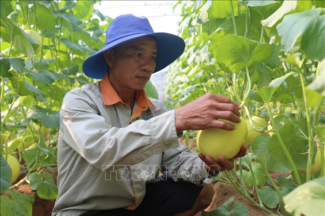 Cùng với phát triển nghề truyền thống, các xã trên địa bàn tỉnh Thanh Hóa khuyến khích người dân chuyển đổi những diện tích sản xuất kém hiệu quả sang các mô hình có giá trị kinh tế cao hơn. Ảnh: Khiếu Tư - TTXVN
