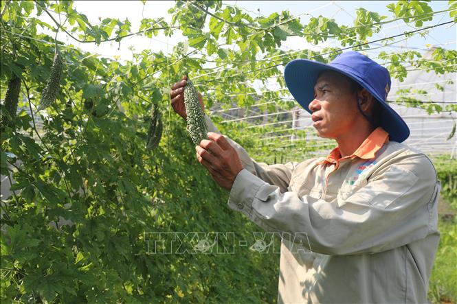 Trên diện tích hơn 6 sào đất, gia đình anh Hoan tiếp tục chuyển đổi một phần sang trồng mướp đắng cho giá trị kinh tế cao. Ảnh: Khiếu Tư - TTXVN