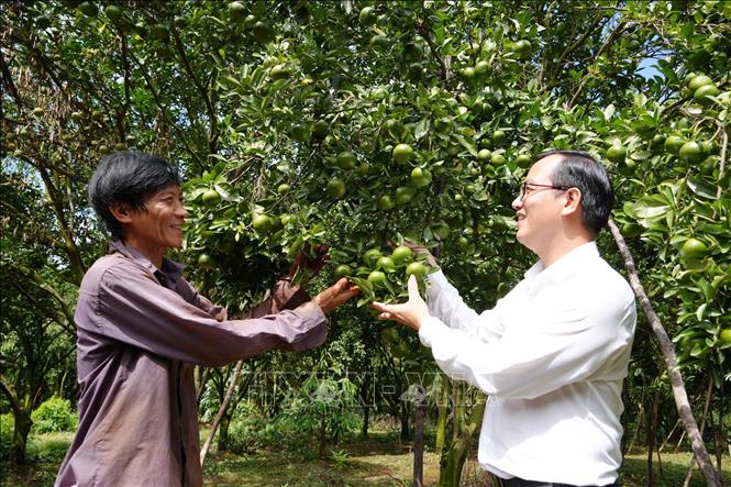 Vườn quýt hồng của gia đình anh Nguyễn Viết Dương. Ảnh: Công Phong - TTXVN