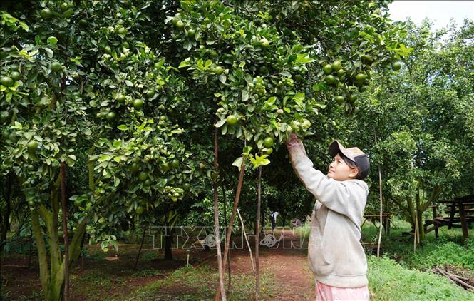 Vườn quýt hồng của gia đình anh Nguyễn Viết Dương tại ấp K Liêu, xã biên giới Lộc Thành, thành phố Đồng Nai. Ảnh: Công Phong - TTXVN